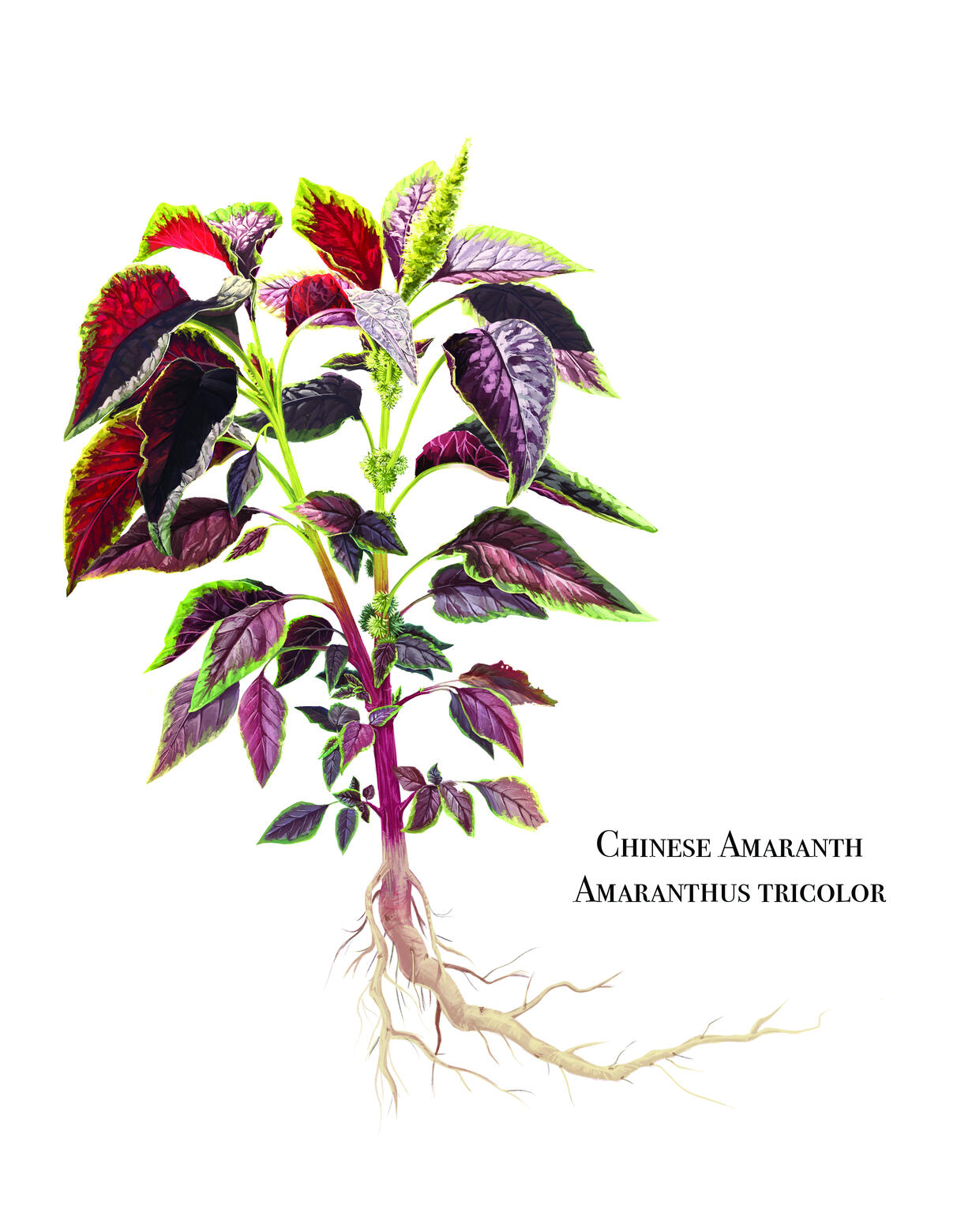 Botanical Illustration (Amaranthus Tricolor)
